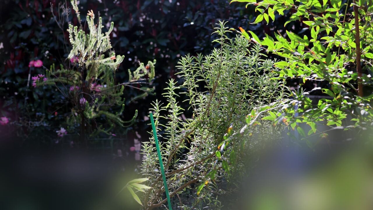 ローズマリー20240320-1