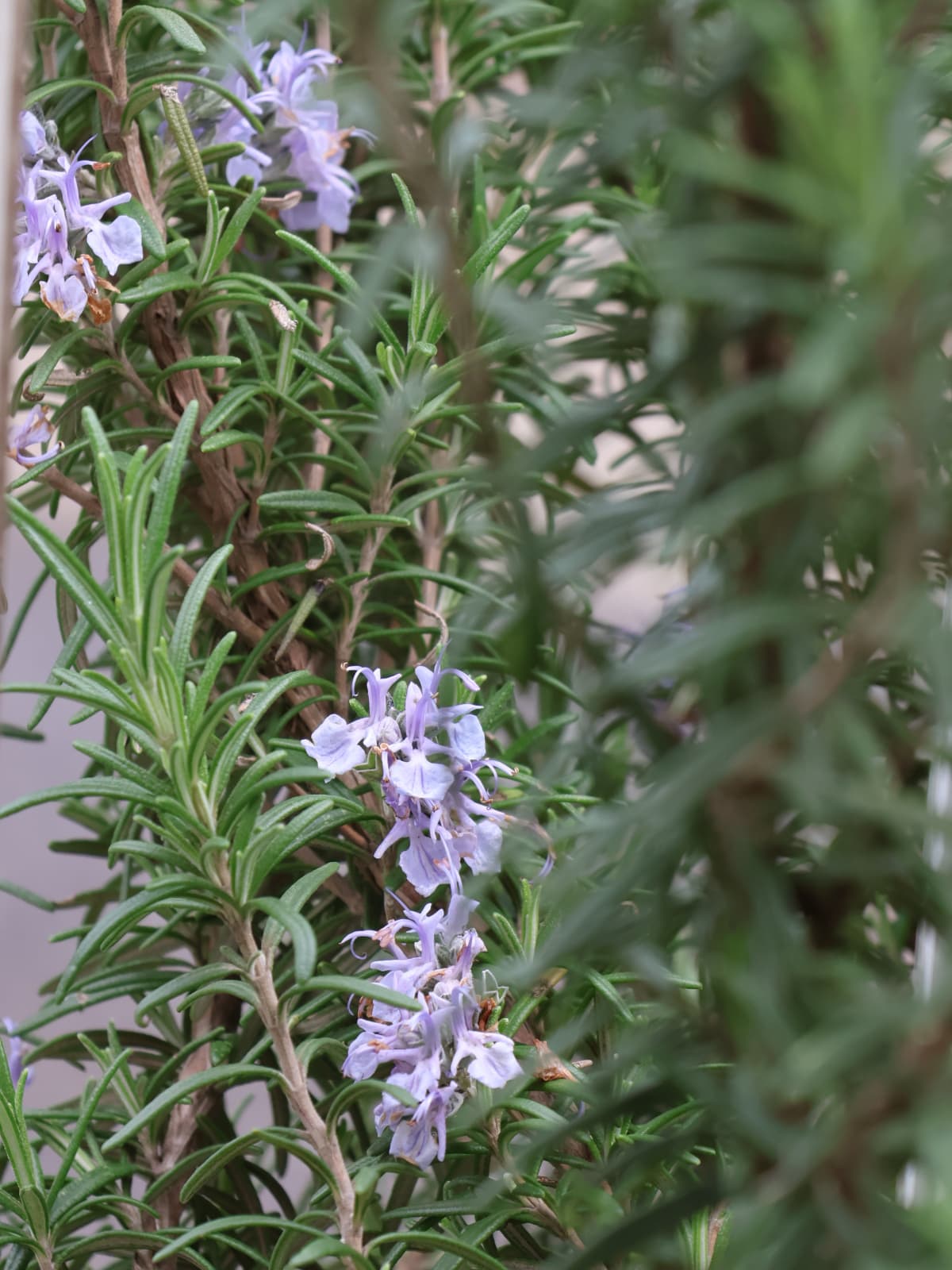 ローズマリーの花20240407