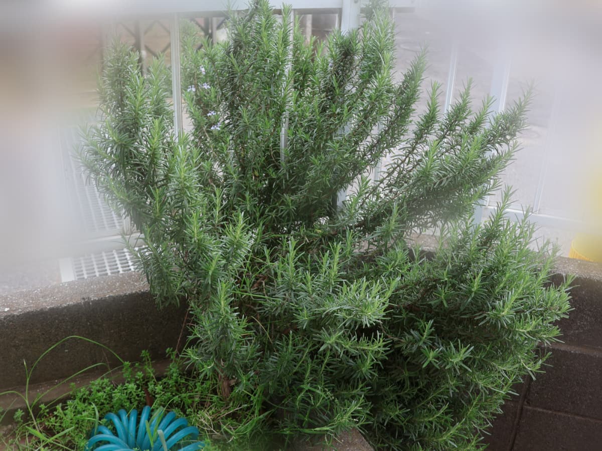 勢いよく繁茂するローズマリー20240421（キャッチ画像）