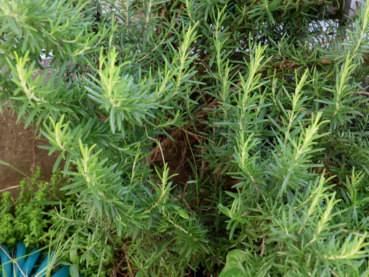 ローズマリーの若芽20240518