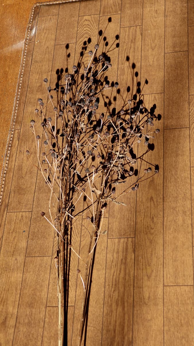 カットしたルドベキア202401