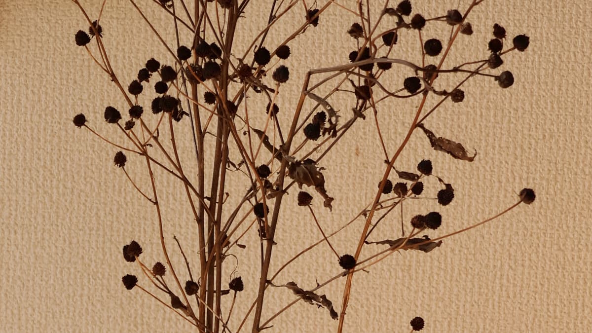 水墨画のようなルドベキアのドライフラワー202401