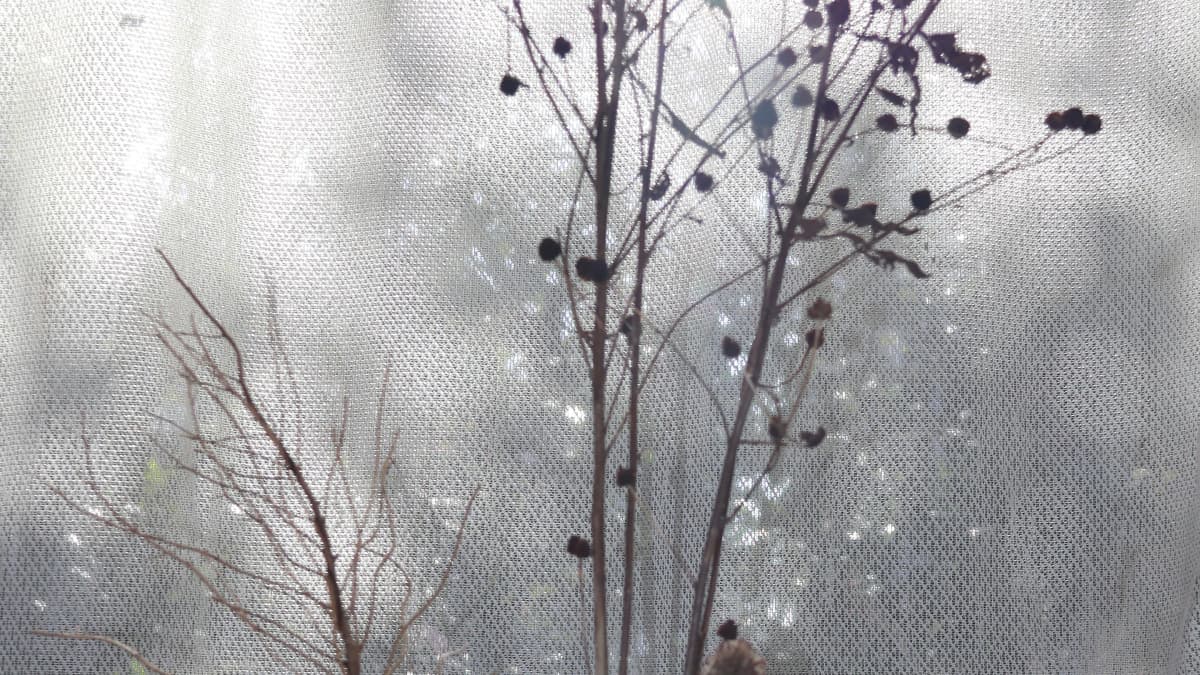 水墨画のようなルドベキアのドライフラワー202401