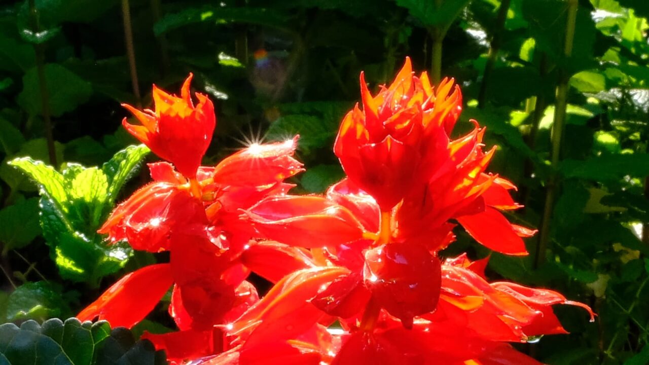 炎のごときサルビアの花20190511