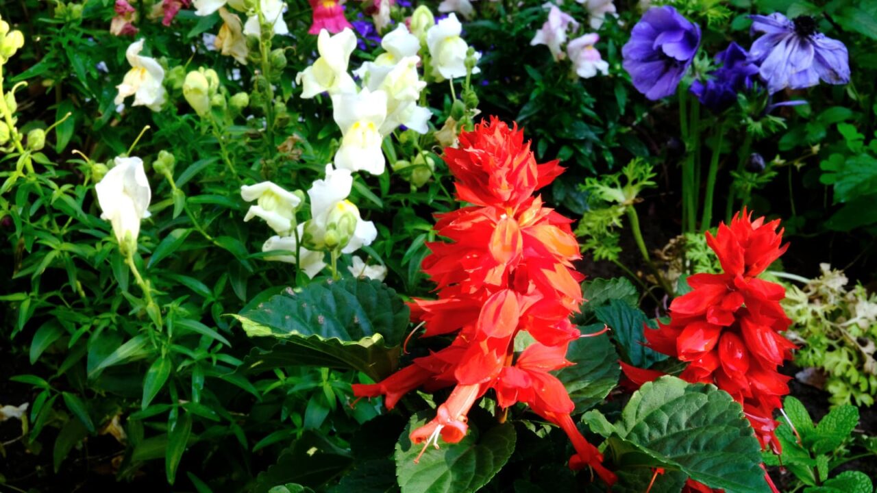 他の花と引き立て合うサルビア20190511-4