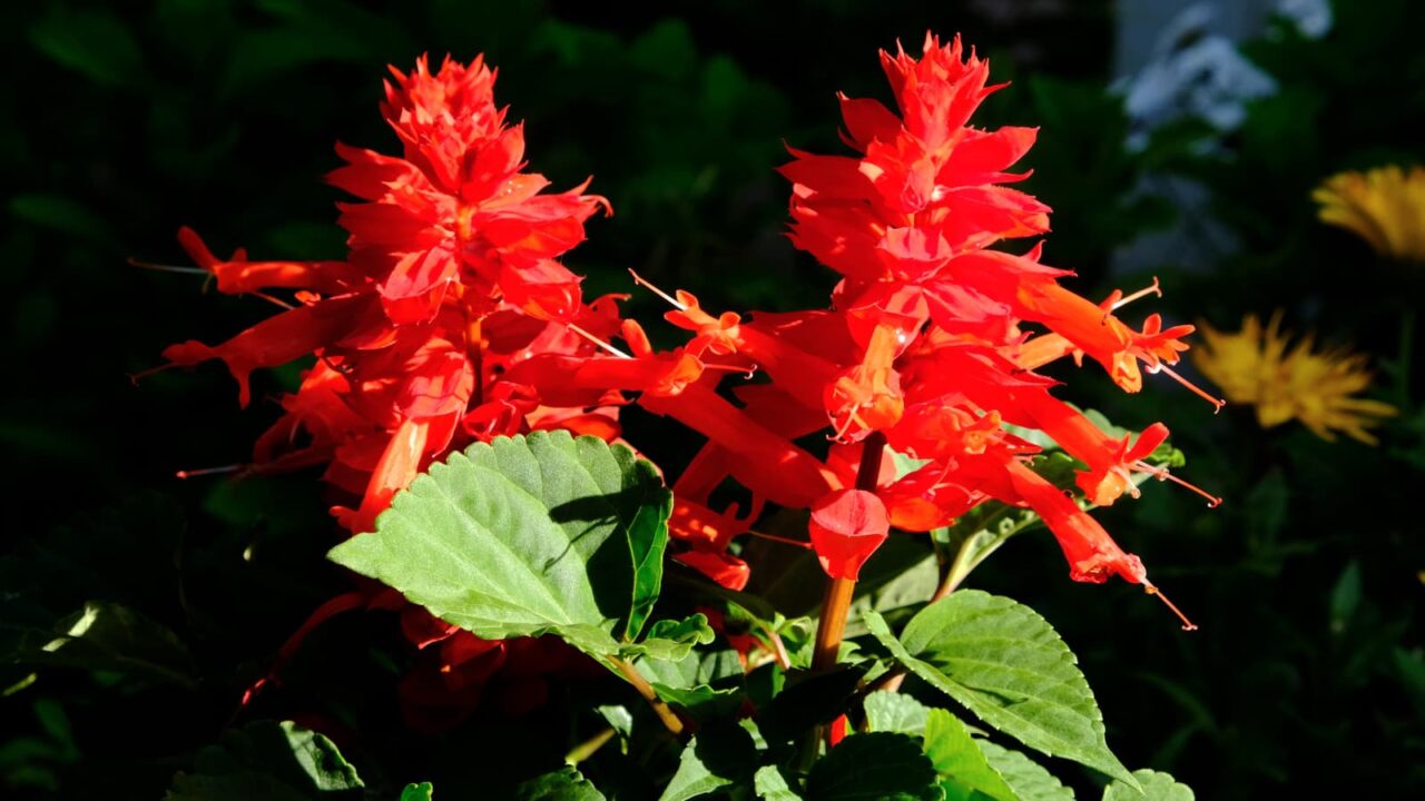 深紅のサルビア・ツイン20190516
