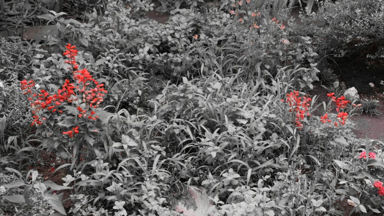 サルビアの赤花だけ色がついた白黒写真20190624