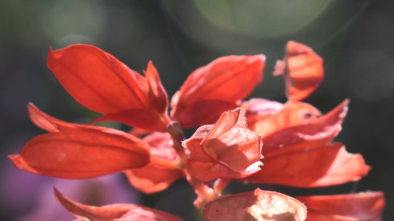サルビアの花の近接写真20190907