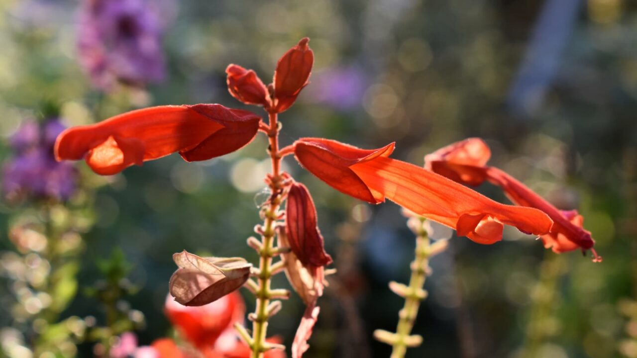 サルビアの花の近接写真20190927-1