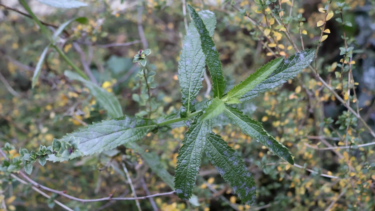 緑を保つ三尺バーベナ20251228-1