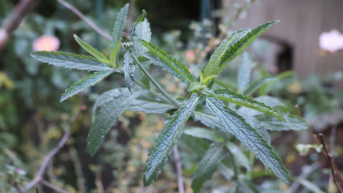 緑を保つ三尺バーベナ20251228-2