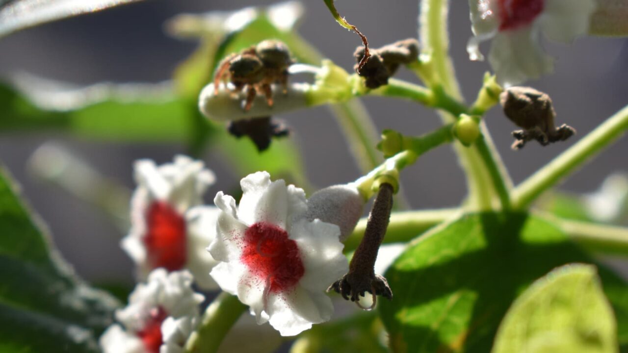 早乙女葛に蜘蛛20190908