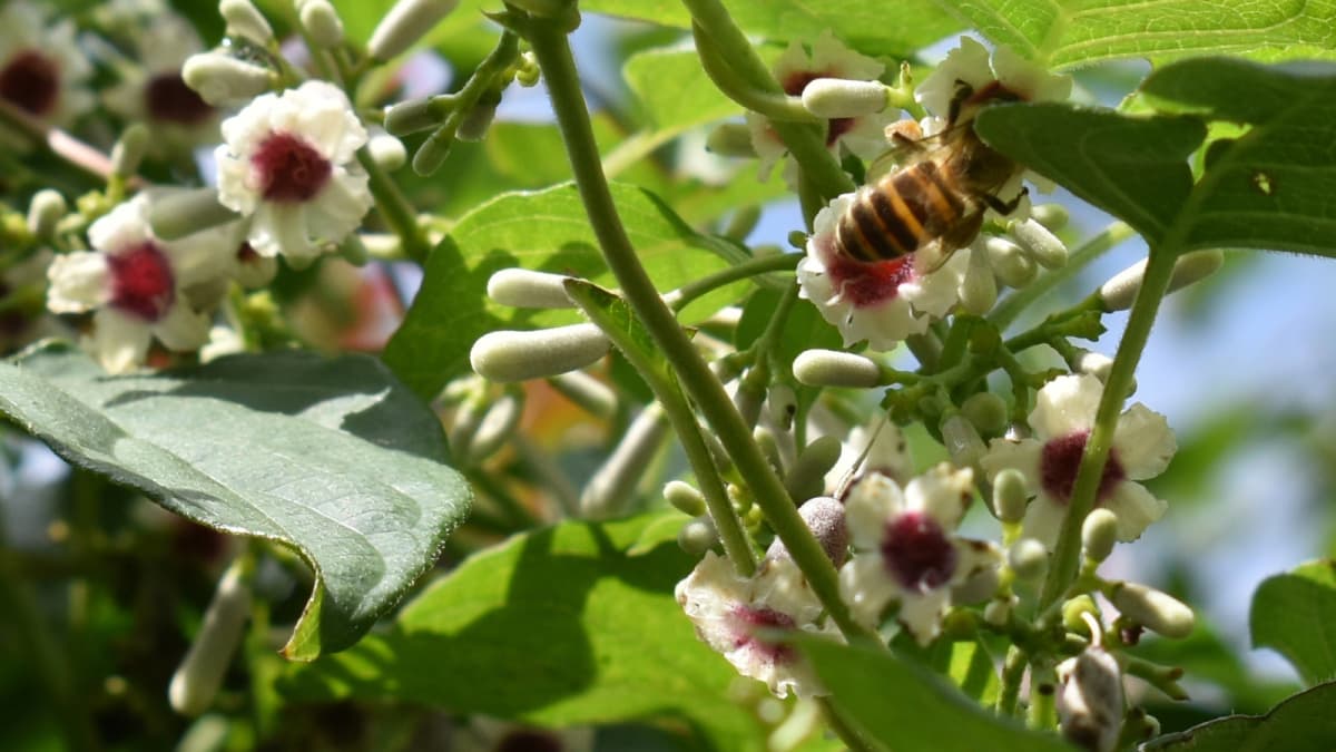 早乙女葛に蜜蜂20210910（キャッチ画像）