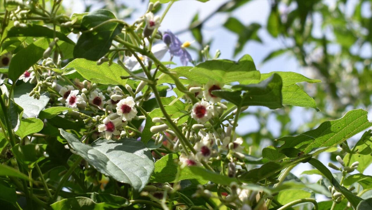 早乙女葛202109-1