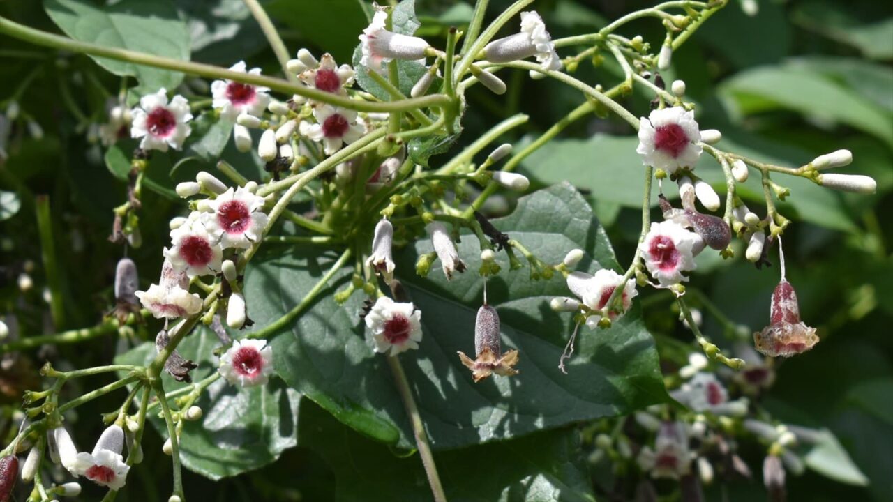 早乙女葛202109-2