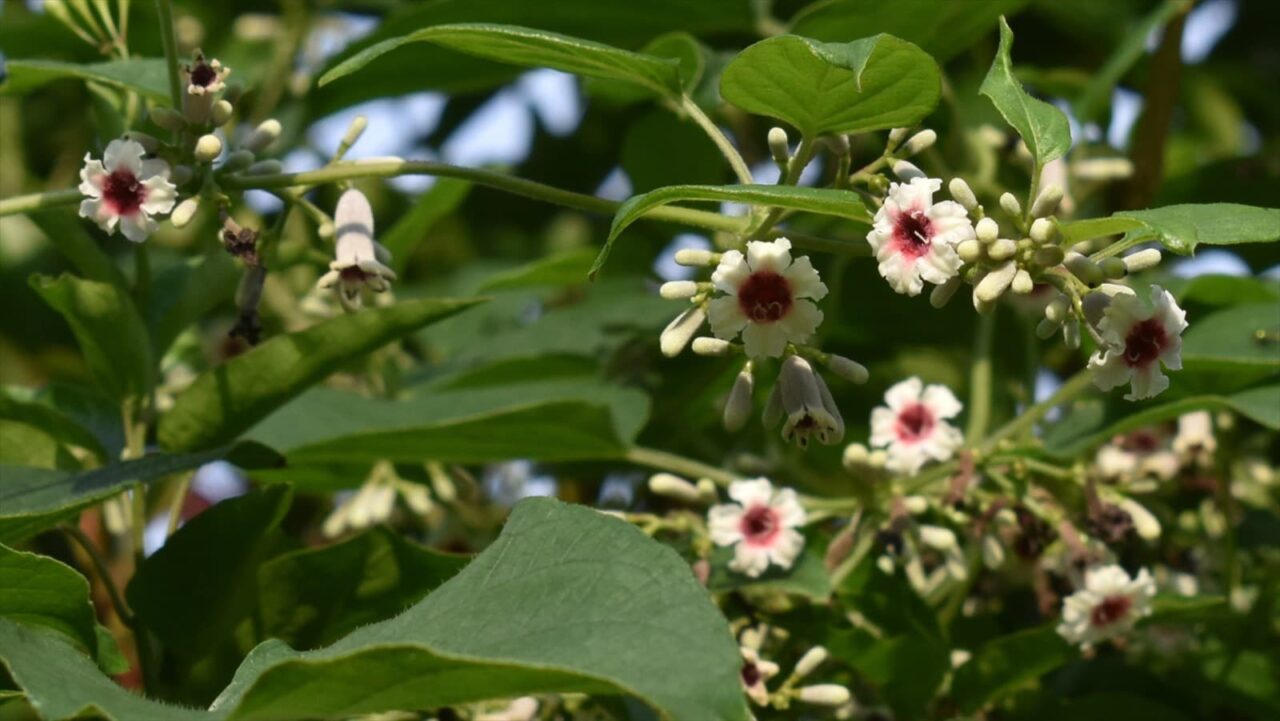 早乙女葛202109-3