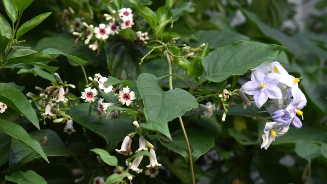 早乙女葛とツルハナナス202109