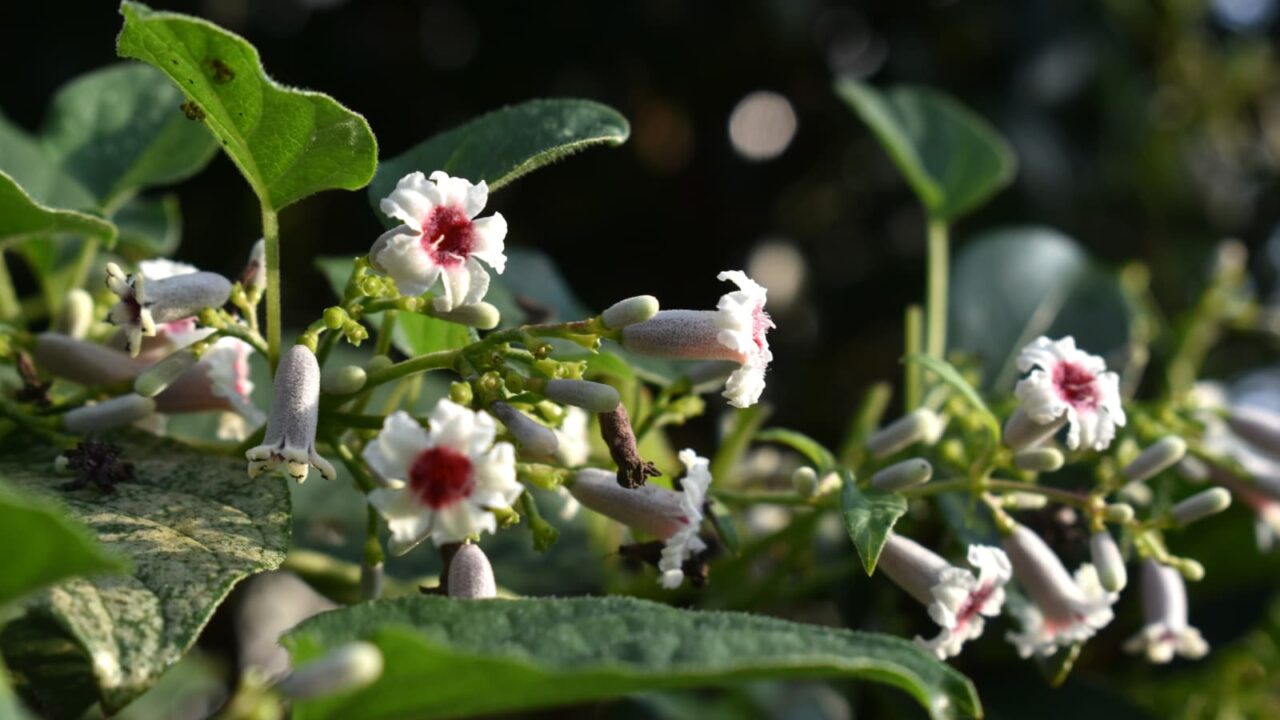 早乙女葛202109-5