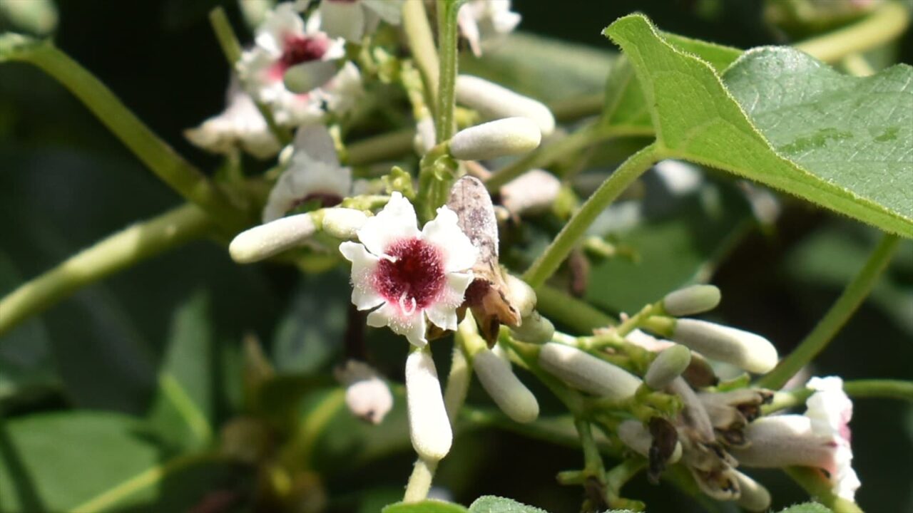 早乙女葛正面から見ると灸花202109