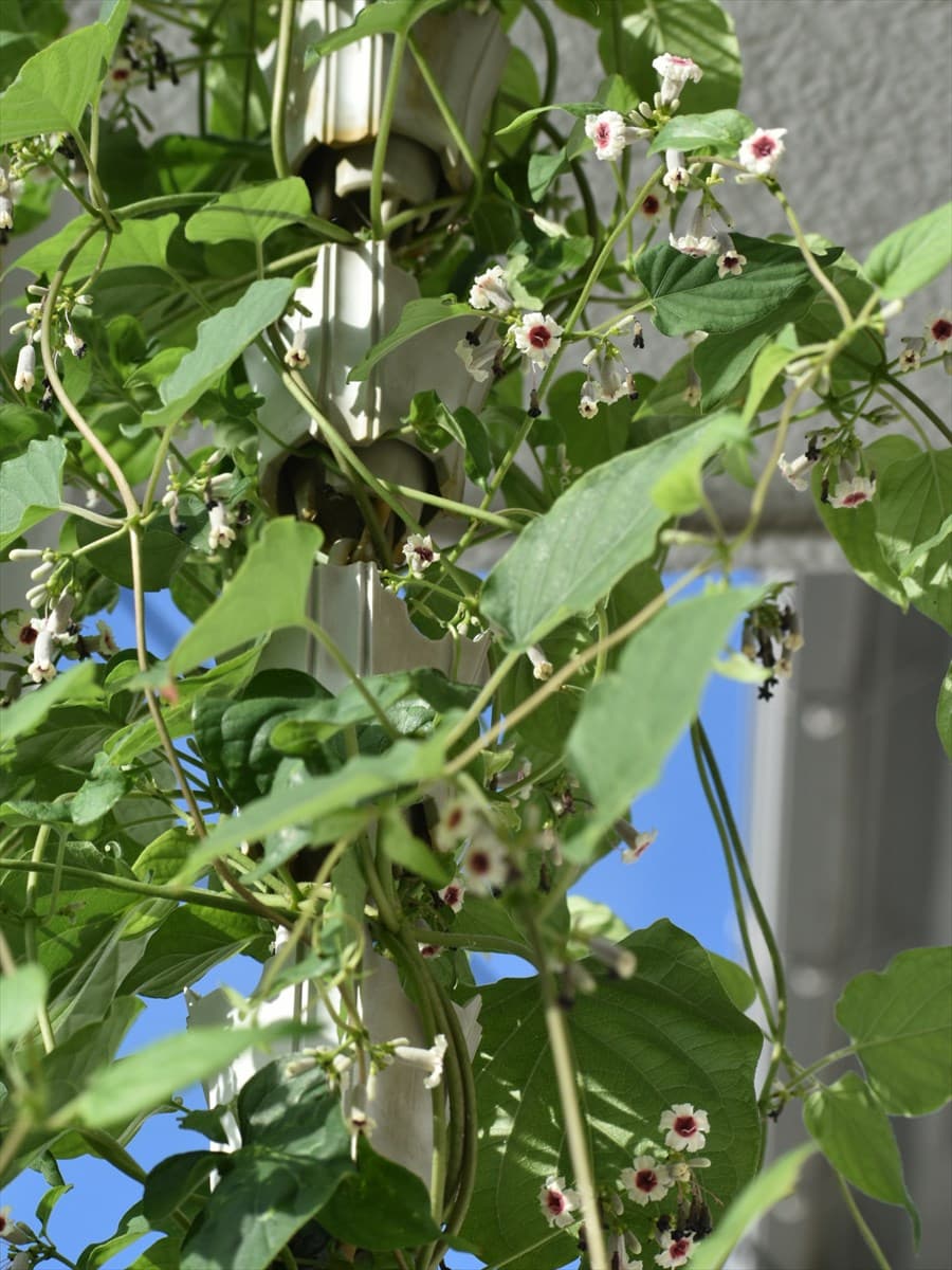 早乙女葛20210731-1