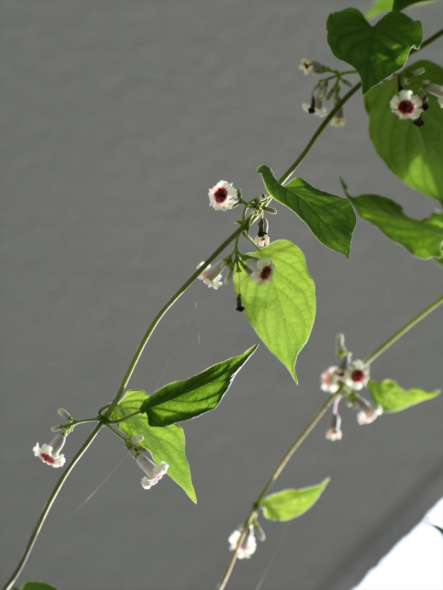 早乙女葛20210731