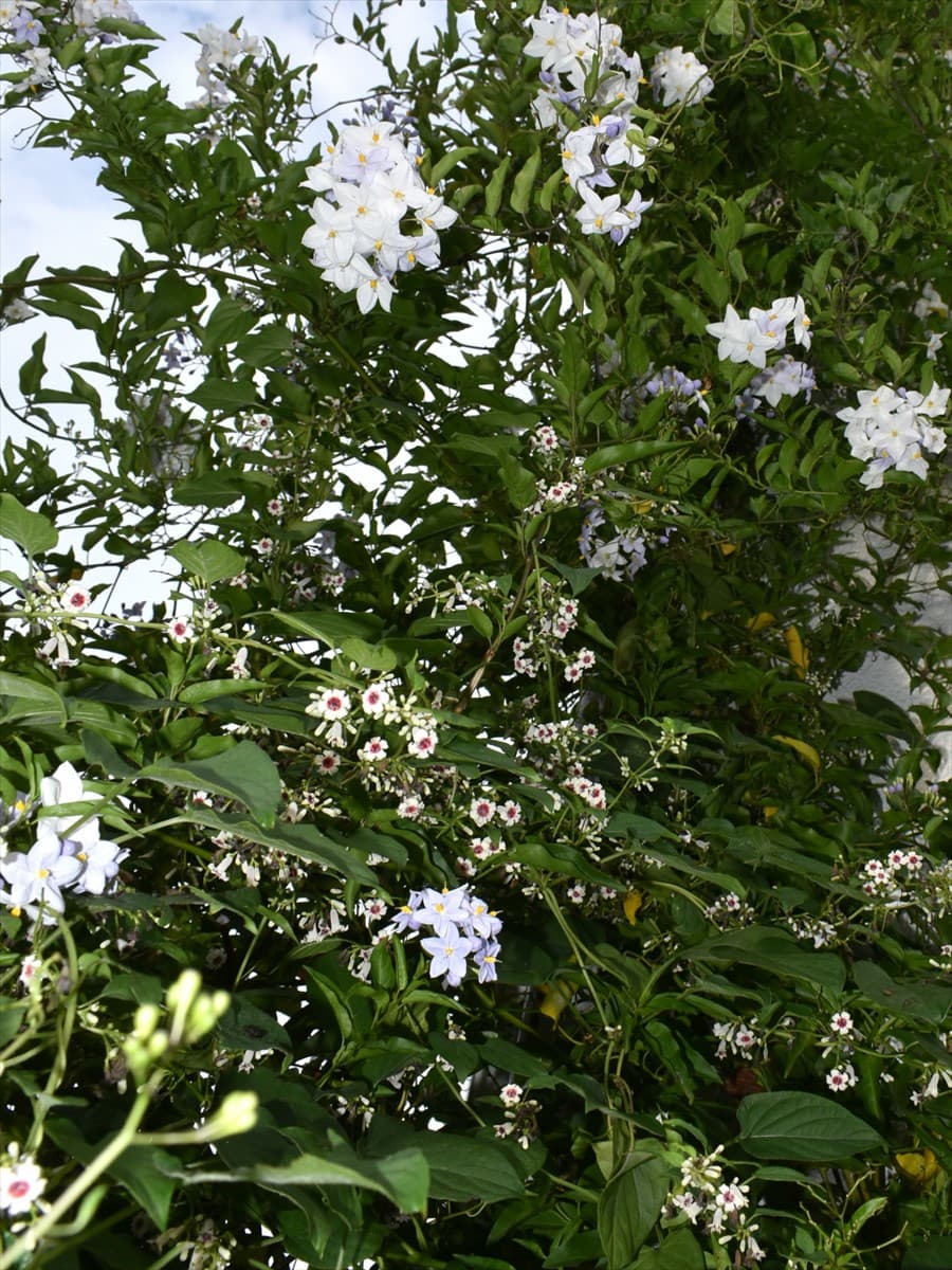 早乙女葛20210911-1