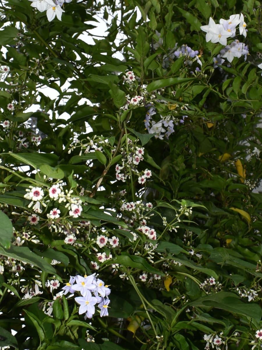 早乙女葛20210911-2