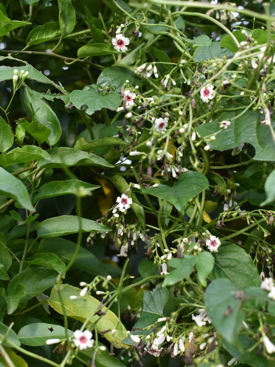 早乙女葛20210911-3