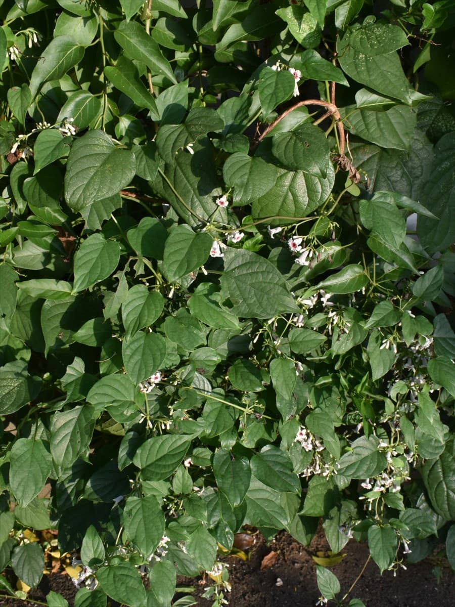 早乙女葛20210911-4