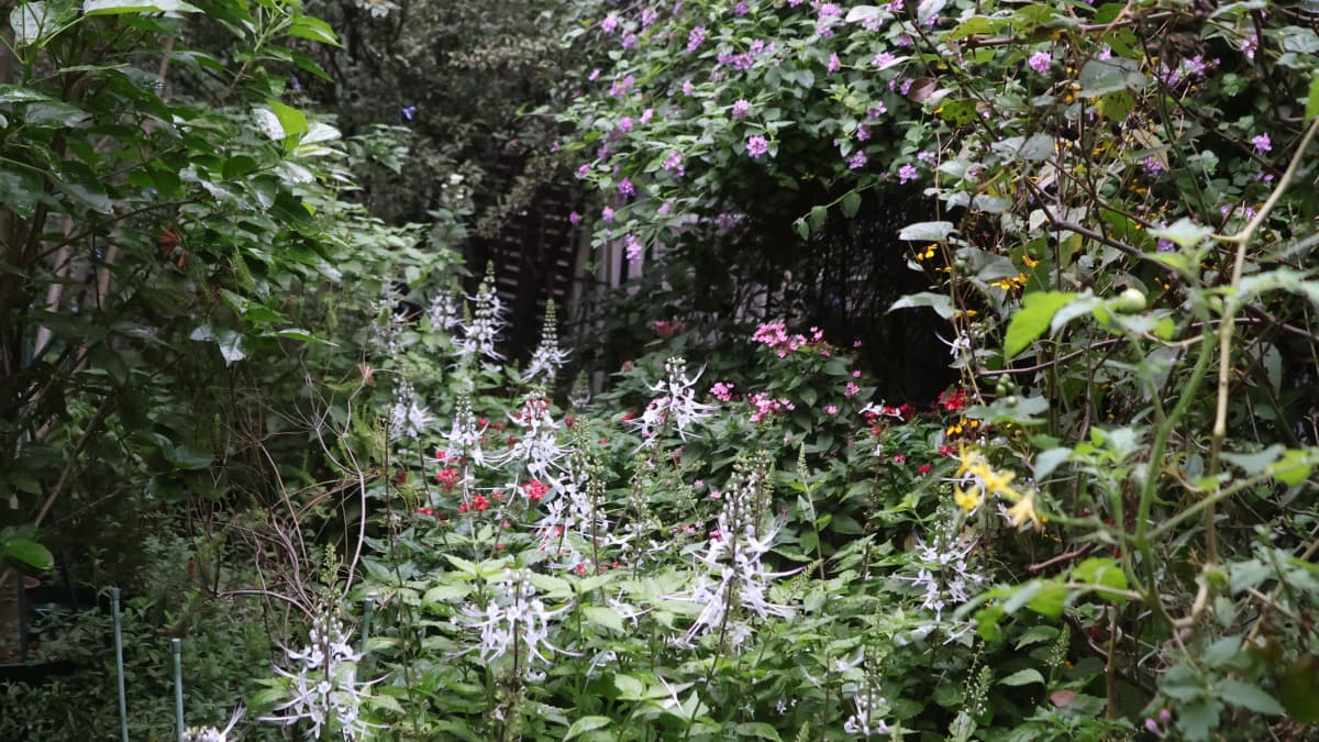 2025年10月の庭（キャッチ画像）