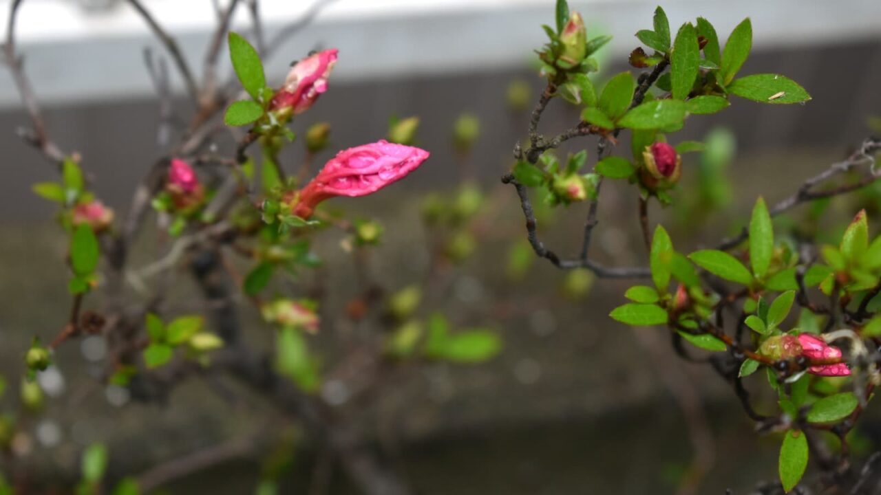 皐月蕾20210519