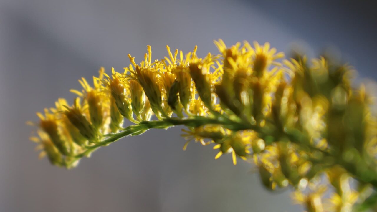 セイタカアワダチソウ花穂20231013光に浮かぶ雄蕊たち