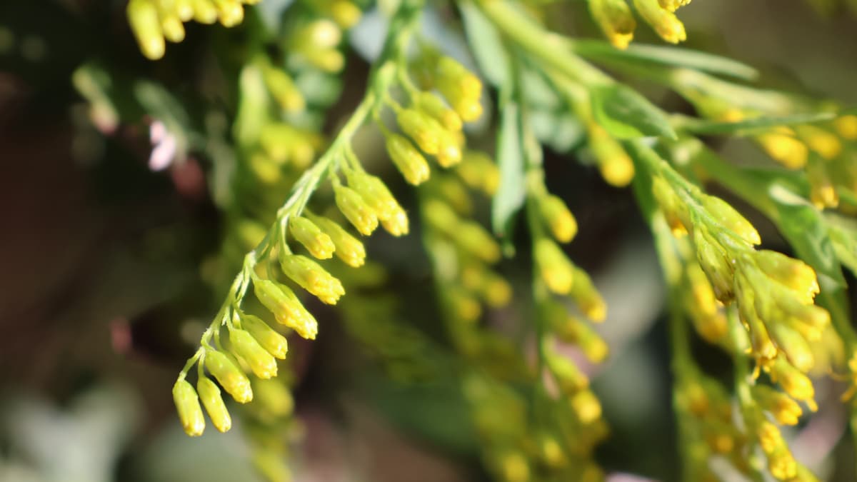 セイタカアワダチソウ花穂20231012可愛い蕾