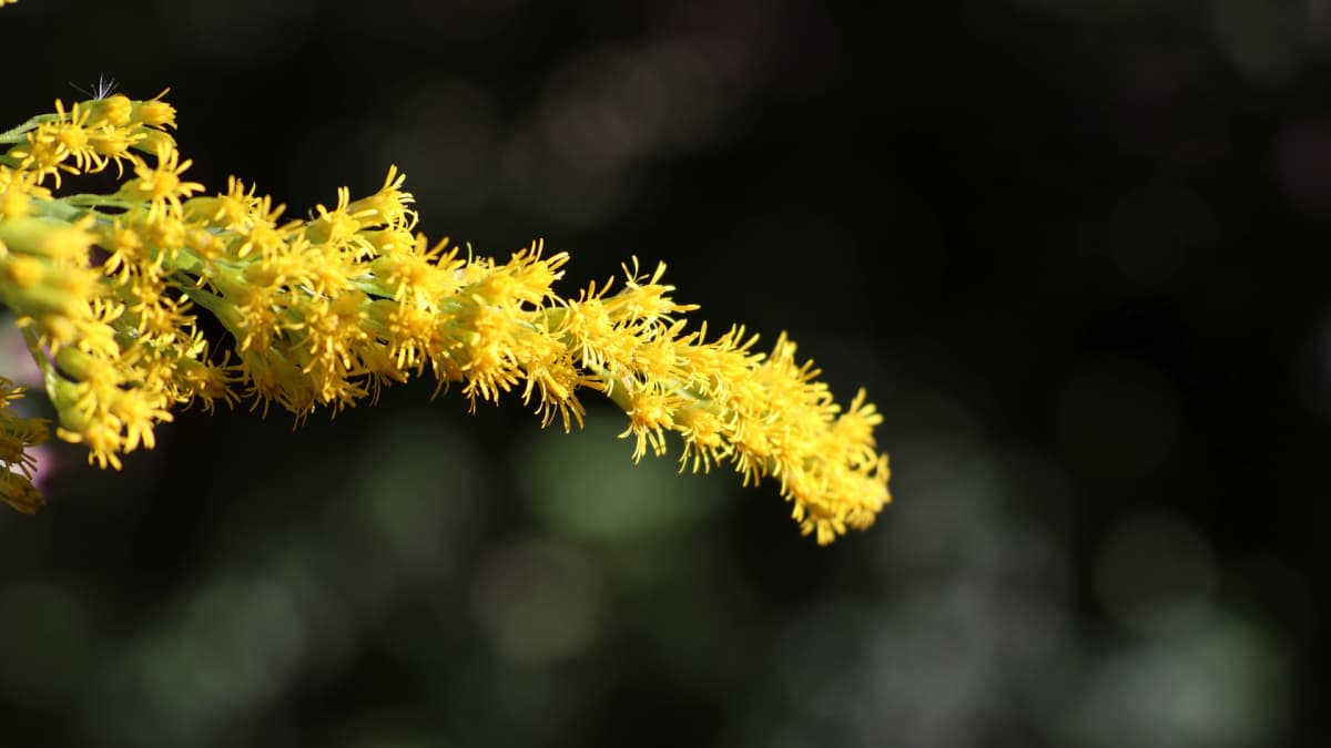 セイタカアワダチソウ花穂20231013雄蕊虫の群