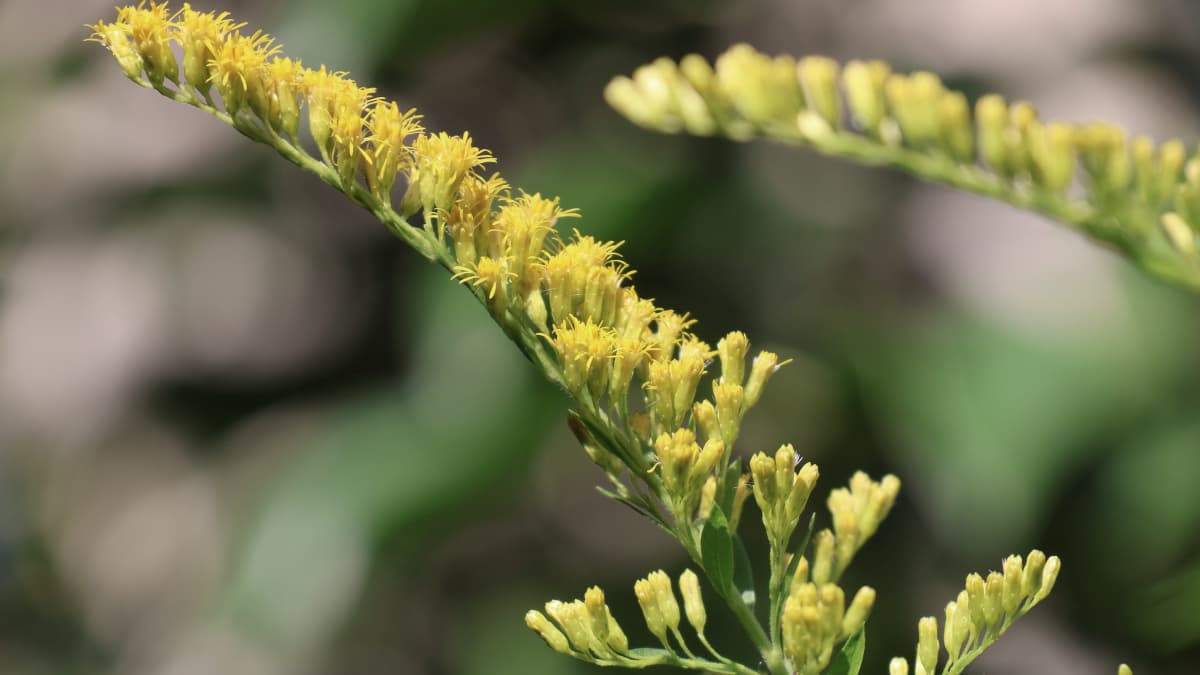 セイタカアワダチソウ花穂20231016整列する花々