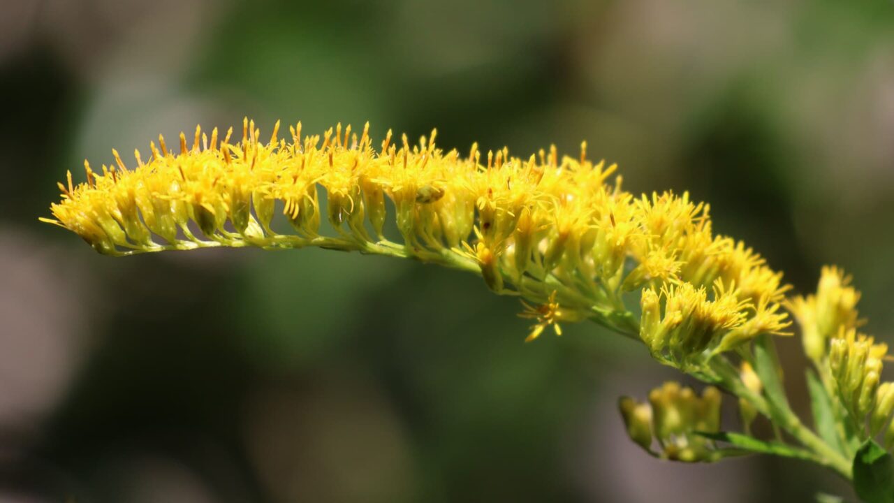 セイタカアワダチソウ花穂20231022なんとおいしそうな黄色