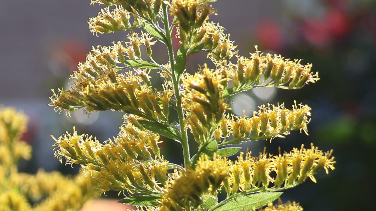 セイタカアワダチソウ花穂20231031近接撮影