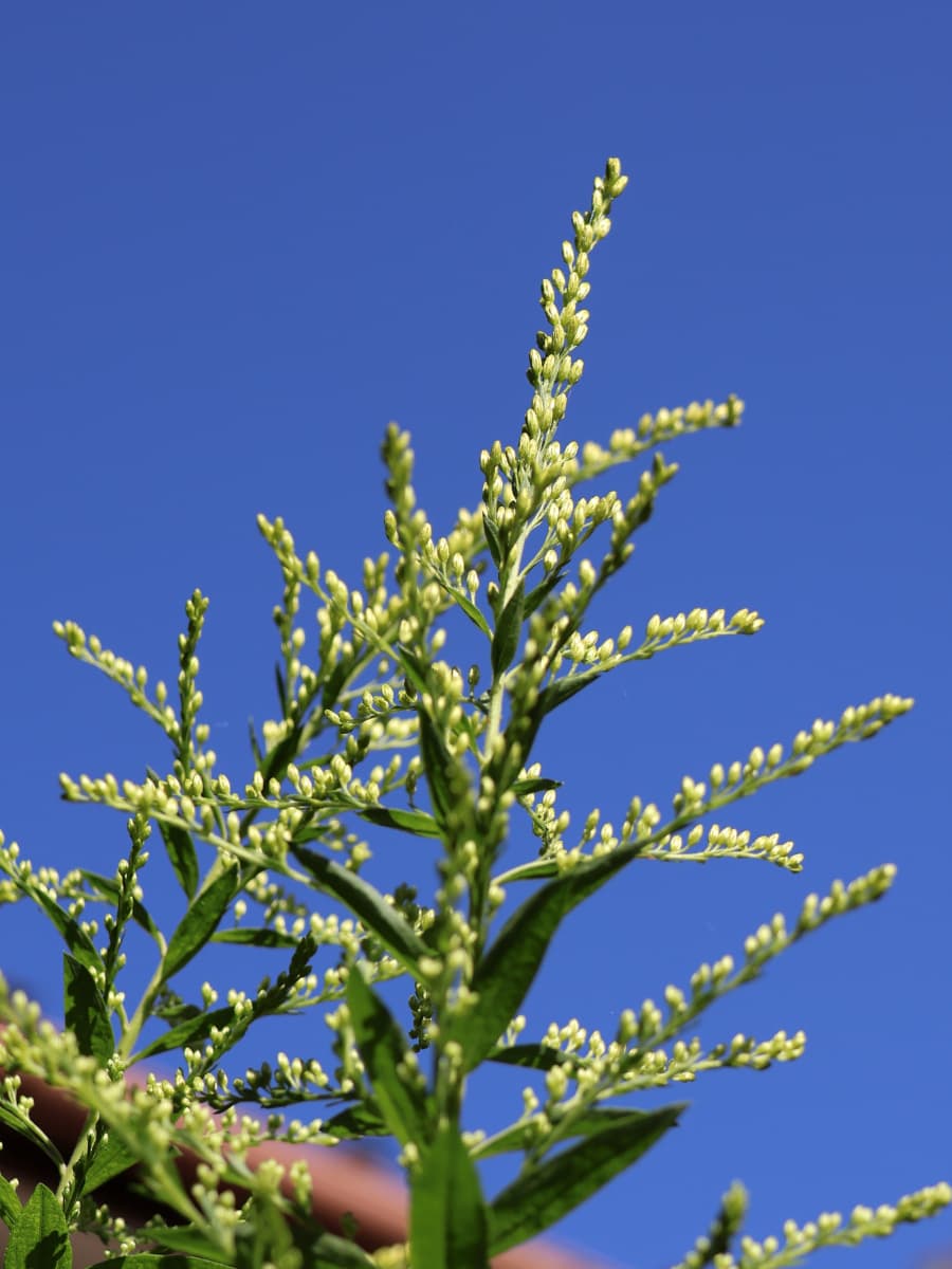 セイタカアワダチソウ花穂20231003青空の中