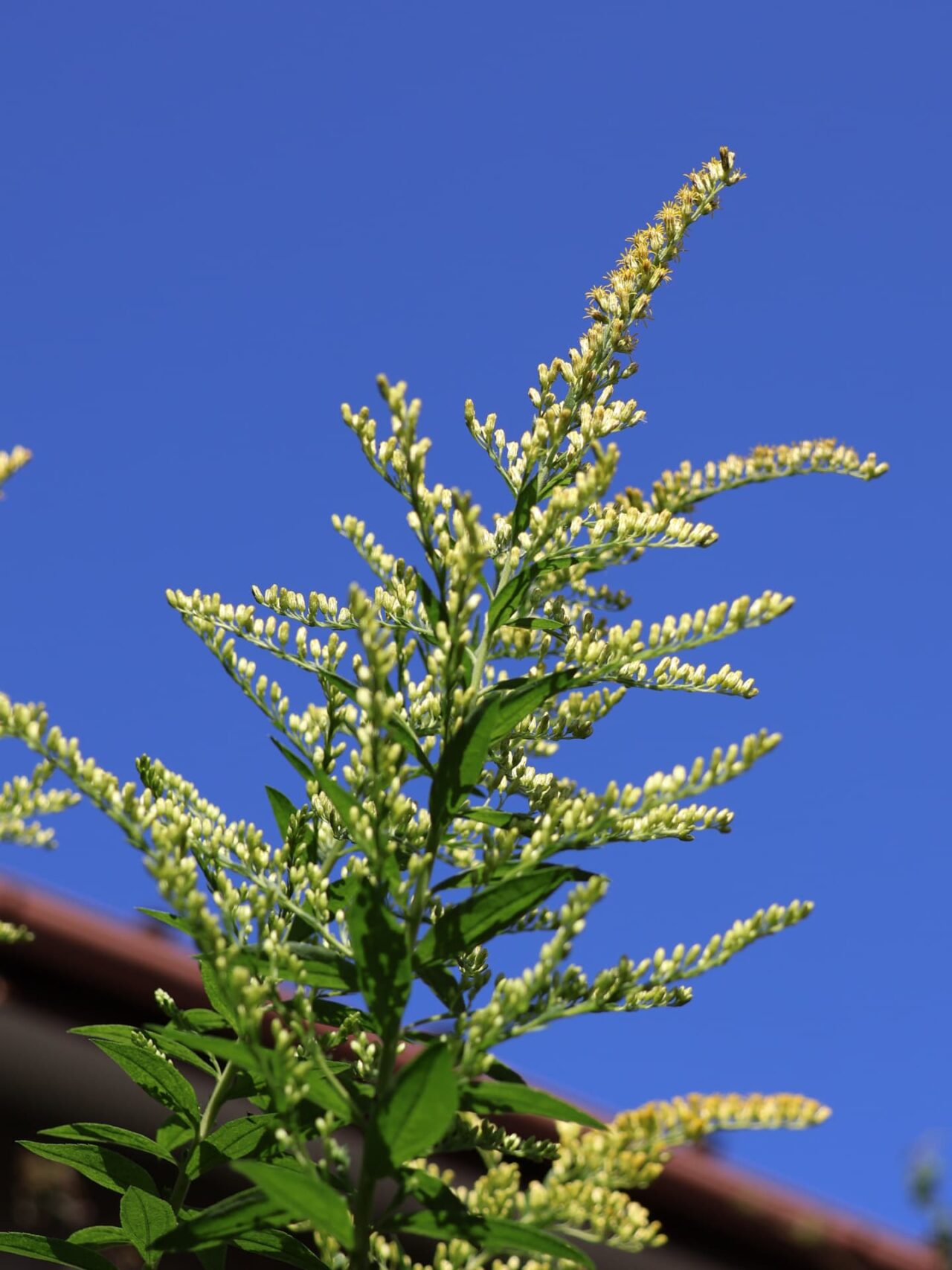 セイタカアワダチソウ花穂20231012青空にそびえる