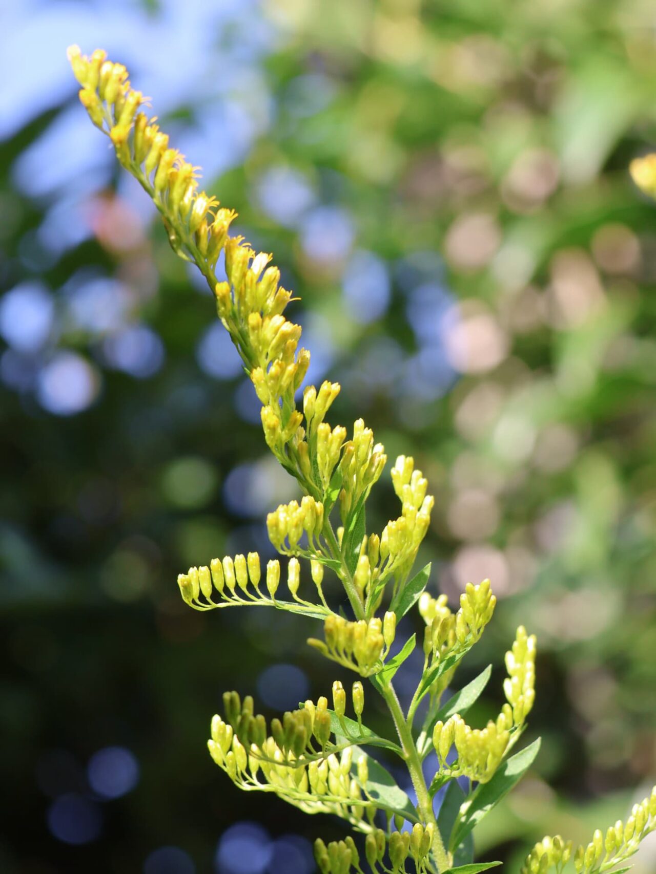 セイタカアワダチソウ花穂20231013蕾
