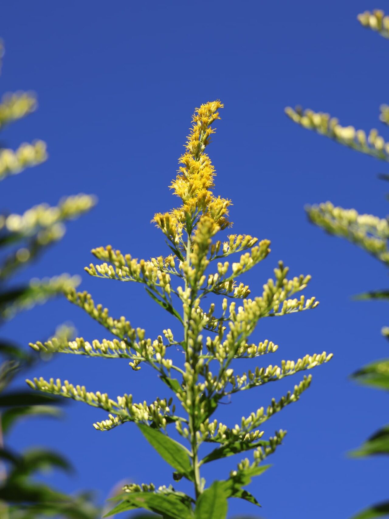 セイタカアワダチソウ花穂20231016青空にそびえる