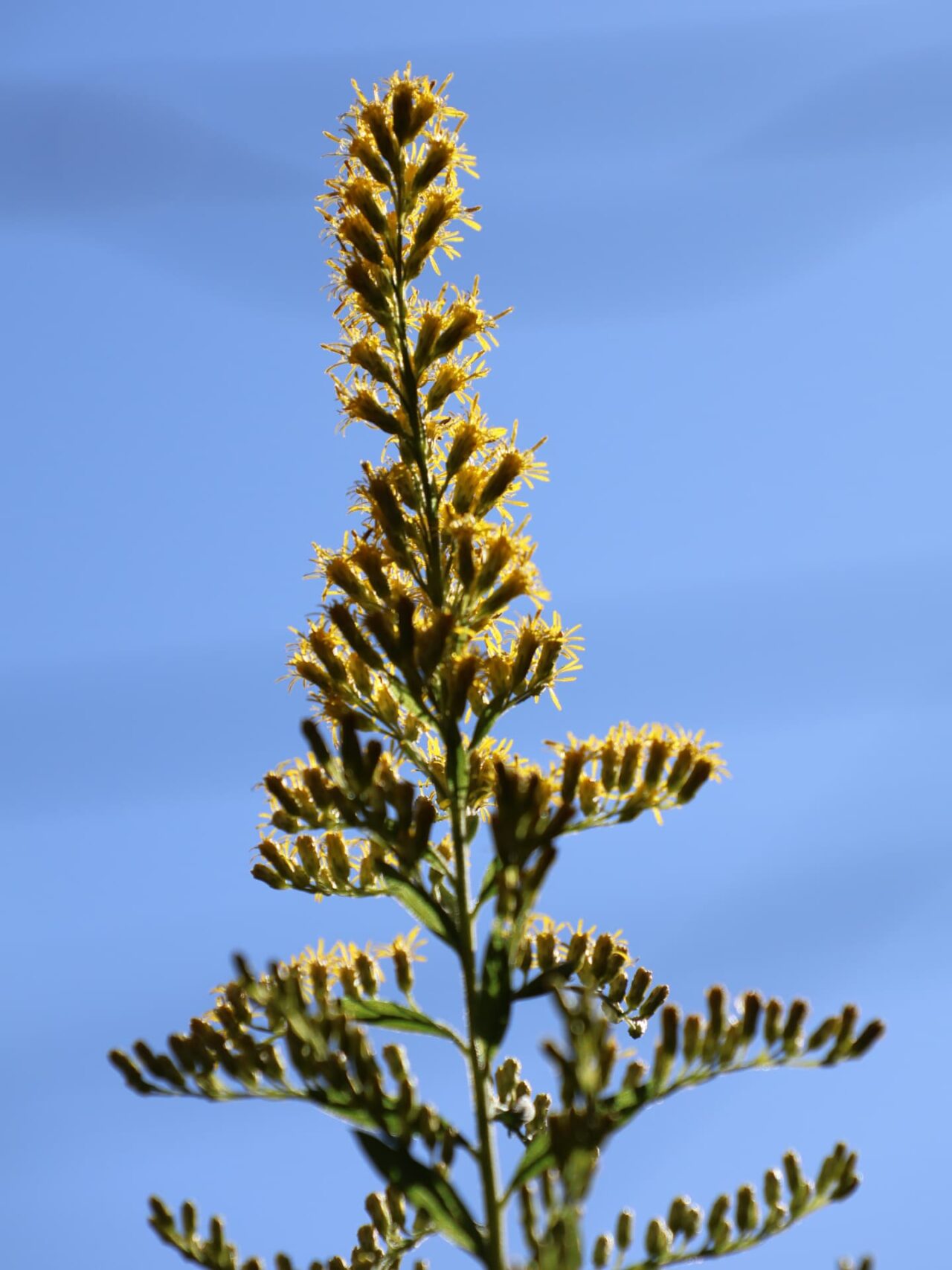 セイタカアワダチソウ花穂20231017逆光に浮かぶ