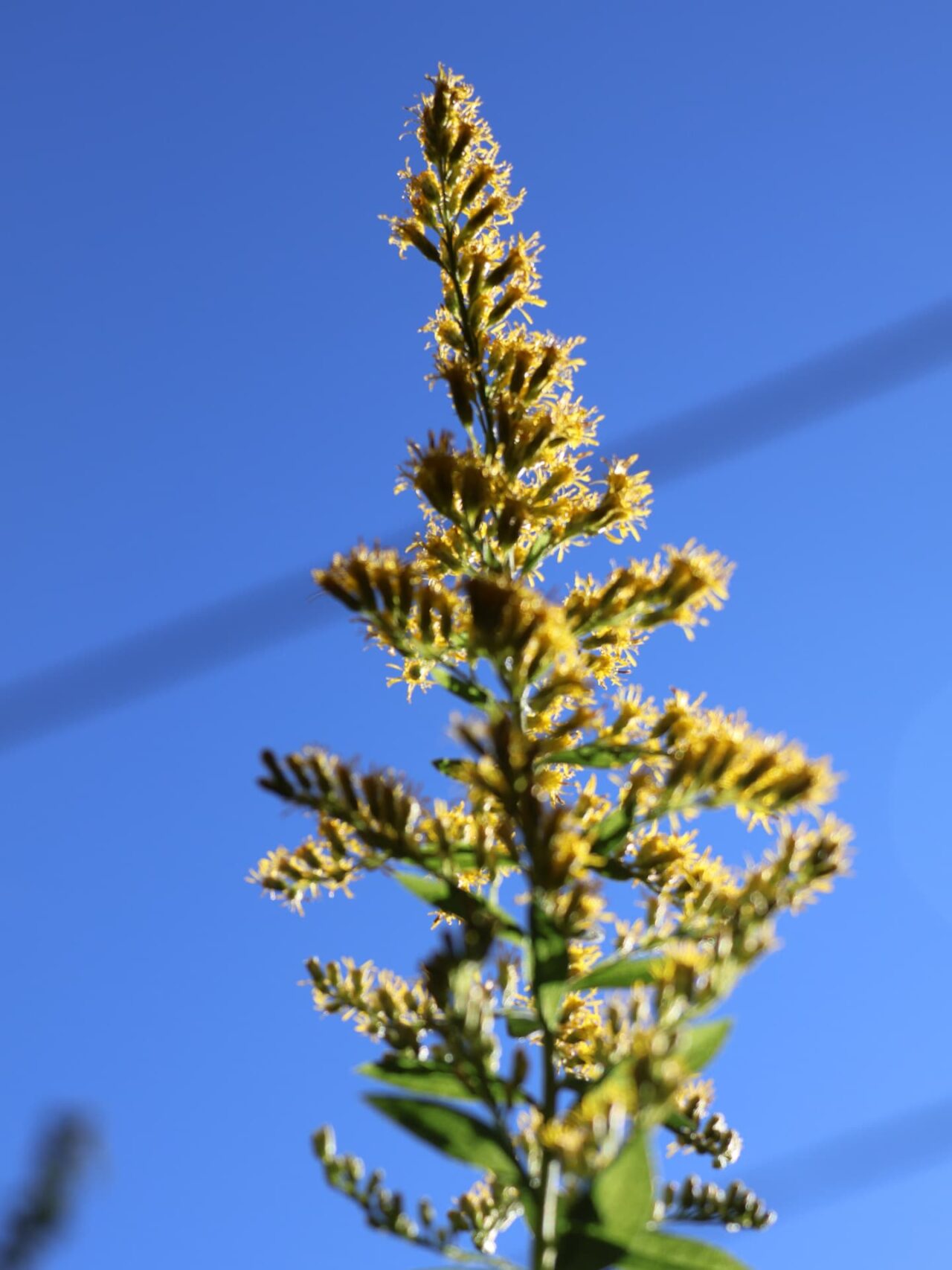 セイタカアワダチソウ花穂20231022逆光