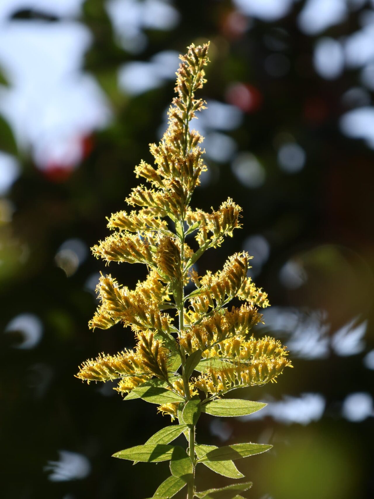 セイタカアワダチソウ花穂20231031逆光に輝く