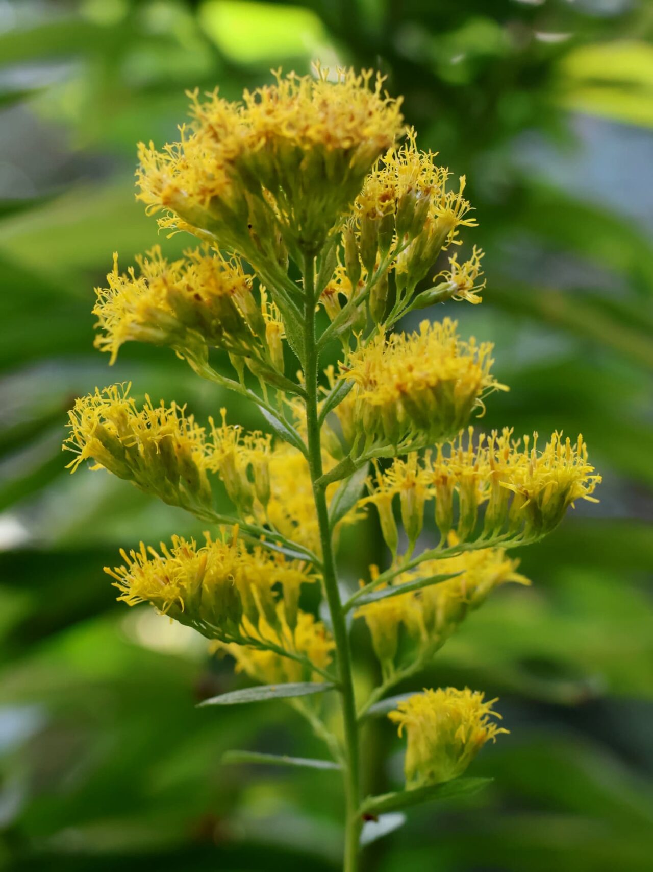 セイタカアワダチソウ花穂20231102満開フルパワー