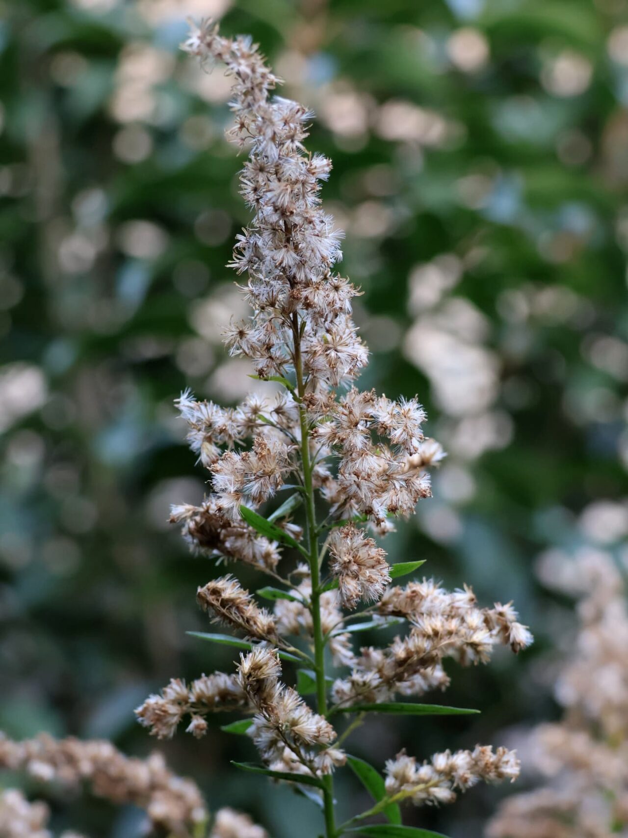 セイタカアワダチソウ花穂20231210冠毛で離陸準備完了