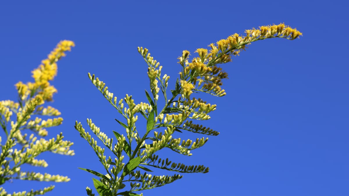 セイタカアワダチソウ花穂20231016青空に映える