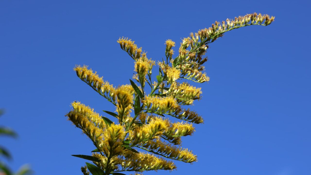 セイタカアワダチソウ花穂20231031青空映え