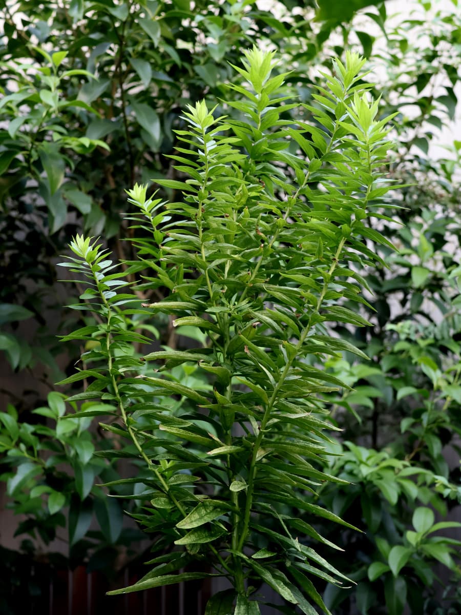 セイタカアワダチソウ20230912枝分かれして成長