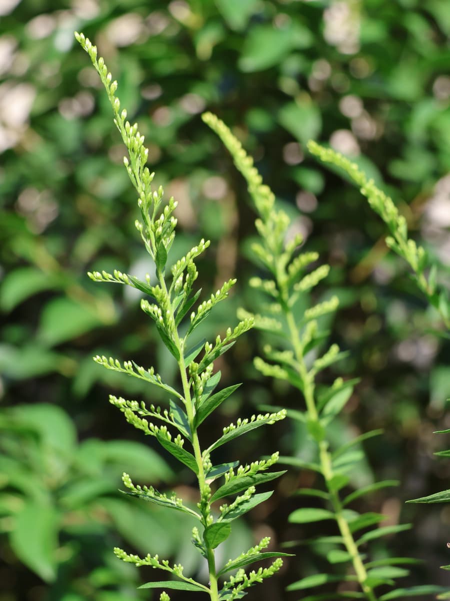 セイタカアワダチソウ20231002花穂が上がる
